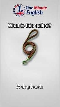 Pet Supplies Vocabulary Quiz | What Is This Called in English?