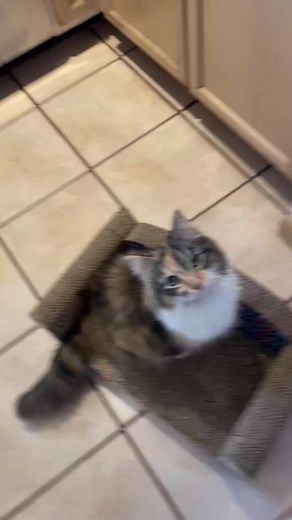 Scratch pad and catnip? 😸❤️Ok #fypシ #cat #catsoftiktok