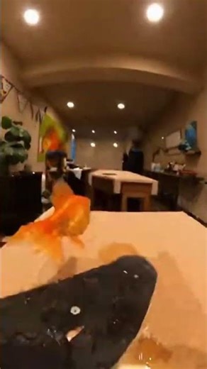 🐟 Goldfish Skateboarding Adventure!
