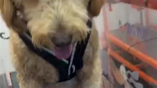 Jog Pup mobile dog gym on Florida’s Space Coast