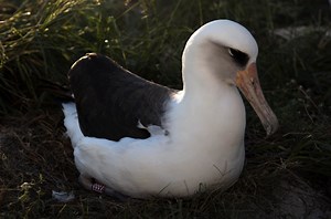 Wisdom, World’s Oldest Known, Banded Bird, Returns to Midway Atoll | Maui Now