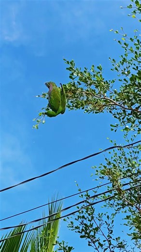 Eclectus Parrot: Unique Bird Discovery