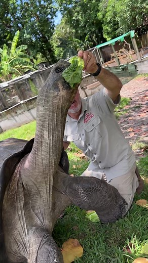 The Oldest Tortoise I know😳 The professor comes from Santa Isabella Island in the Galapagos and what differentiates these guys is there massive head and the way their shell is shaped around their head🤯