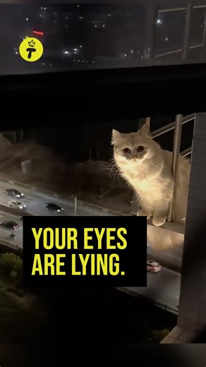 Your Eyes Are Lying 😂 Wait Until You See These