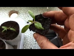 SEMIS TOMATES : REMPOTAGE DES PLANTS