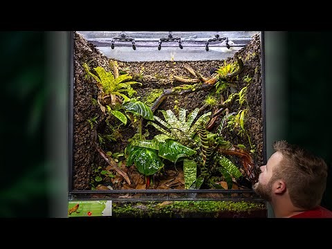 Creating a MASSIVE Poison Frog Vivarium