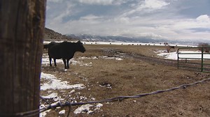 Rancher says wolves continue to kill cattle despite efforts to scare them off