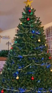 My Blue Tarantula Exploring Grandma’s Christmas Tree. My beautiful blue tarantula decided to check out the Christmas tree Grandma decorated, and honestly… it looks like the tree got its own furry little guardian. With that bright red bow and the cozy holiday lights in the background, this moment feels magical, funny, and a little wild at the same time. Who knew Christmas vibes and tarantulas could mix this perfectly? #InsectInsider #Tarantula #ChristmasSpider #HolidayVibes #PetTarantula #NatureL