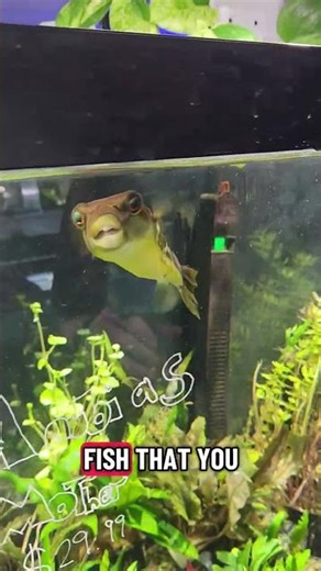 Fish Spotlight: Cross River Puffer #trending#trendingshorts #fish #ihavethisthingwithplants