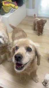 APOLLO IS BACK IN THE HOSPITAL AND NEEDS DONATIONS URGENTLY! No donation is too small! Donating is super easy, right here: https://donorbox.org/mattedcockerspaniel-fb While we were all sleeping overnight, Apollo was rushed to the hospital. His rescuer and foster mom, Rachel noticed his breathing had changed and he was panting, trembling and his tongue was turning purple. He had his first heartworm injection nine days ago so this is not surprising. The hospital x-rayed his chest and he is current