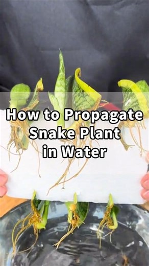 How to Propagate Snake Plant in Water 🌱 Step 1: Cut the Leaf Snip a healthy snake plant leaf and divide it into 4-inch sections. 🌬️ Step 2: Let It Dry Air-dry the cuttings for 2–3 days in a cool, ventilated spot until the ends are fully calloused. This prevents rot. 💧 Step 3: Float in Water Place the dried segments on a foam board and float them in a water-filled container. 🕒 Step 4: Wait for Roots Roots usually appear around day 30, and buds may sprout by day 40. ⚡ Pro Tip: Boost Growth Add