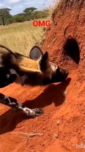 Anaconda Attack a Dog 🐕 😳 #animals #animallife #wildlife #shortsfeed #shorts