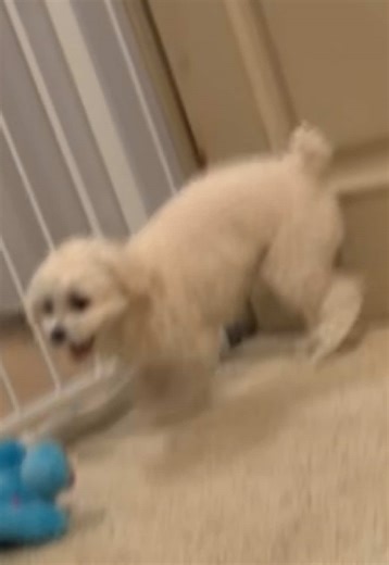 Training Your Maltipoo for an Obstacle Course
