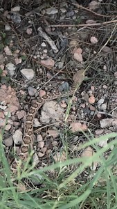 We provide Rattlesnake or Sonoran Toad Avoidance Dog Training year round! Snakes are still here and exist 365 days, it is never a bad time to come through, first time or yearly refreshers welcome! Just because it’s winter, doesn’t mean your dog is magically safe from a possible rattlesnake encounter. Visit the website and reach out directly to schedule your appointment! Tucson, AZ #sonoranwildlifeservices #tucsonwildliferemoval #tucsonrattlesnakes #tucsonlocalbusiness #rattlesnakeavoidancedogtra