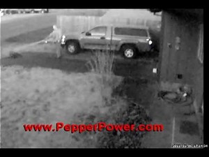 Aggressive Pitbull Dog Sprayed with UDAP Pepper Power Developed By A Grizzly Bear Attack Survivor