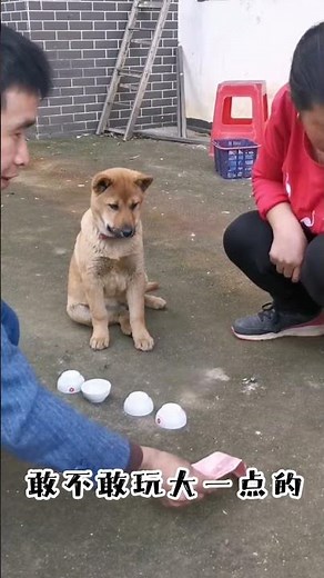 Should the final decision be up to everyone? 😂 #dog #smartdog #funny