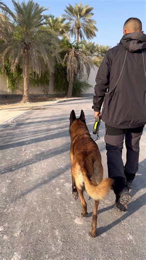Did you know that you can do so much with a retractable leash? Also known as the “Flexi Leash”! A Flexi leash gives the dog freedom to sniff around without any limitations, it can also be used to teach a dog “recall” and many more…. Contact us to create trust between you & your dog!🤍 #Dog #Malinois #Workingdog #dogtraining #dogsoftiktok #bahrain #fyp #foryou #foryoupage
