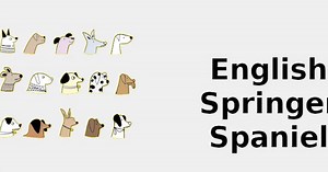 English Springer Spaniel (Dog breed traits) 🐶 2022