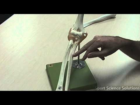 Ligaments of the Elbow