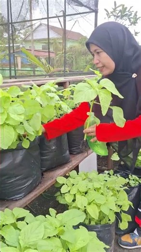 SPINACH HARVEST