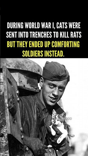 Around 500,000 cats were sent into World War I trenches to kill rats. #beyond5000