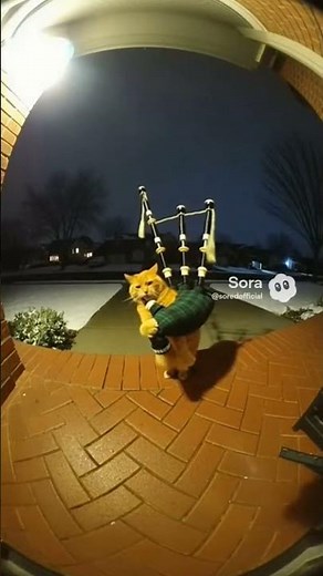 Cat Plays the Bagpipes #cat #cutecat #shorts