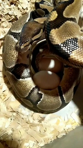 #ballpythonsoftiktok #snakesoftiktok #snakesontheplain #snakeegg #egg #ballpython #snake #petsnake #petsoftiktok #babysnake #newpet #hatching #birth