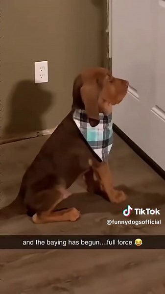 Dogs doing what they do best spreading laughs and good vibes 🐶😂 #FunnyDogs #PupEnergy