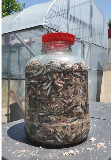 How to Make Homemade Fish Sauce Using Anchovies
