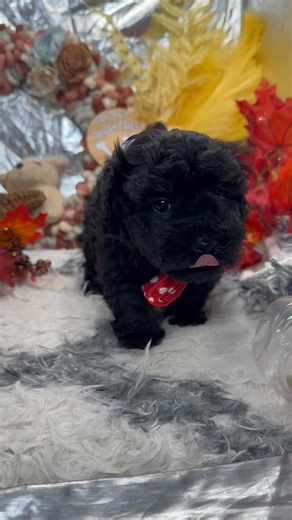 Taylor's Puppy Tails on Reels