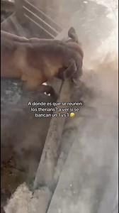 ¿Dónde se reúnen los therians?