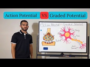 MCAT Essentials: Action Potential Vs Graded Potential