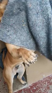 76K views · 1.7K reactions | We know the nights are getting colder, so we please ask that you take your pets inside. 略略略 As for our dogs, we are trying our best to keep the kennels warm for them during the cold nights. As you can see Max is more interested in helping but it's not working.... Its cold if you are cold so are they! | SPCA Randburg | Facebook