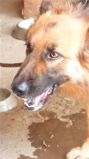Big dog barking video #dogvideos #dogsound #trending