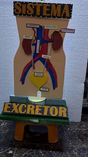Maqueta Funcional del Sistema Excretor: ¡Aprende de Forma Creativa!