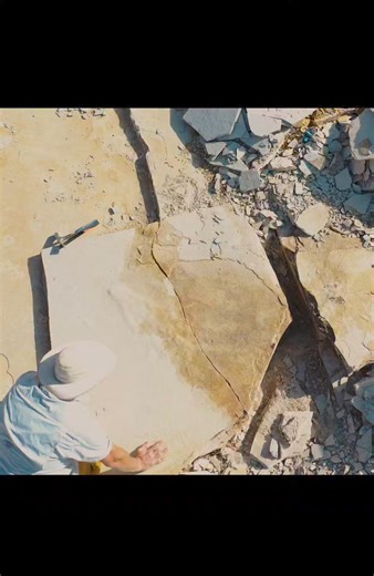 What makes this find truly remarkable is not just the size of the fossil, but also its preservation. Embedded within the layers of sedimentary rock, the fossil offers a window into the distant past, allowing us to glimpse the world as it existed millions of years ago. For those fascinated by the mysteries of the past, fossil tourism offers a unique opportunity to embark on a journey through time. Guided by expert paleontologists, visitors can explore fossil-rich sites like the Green River Format