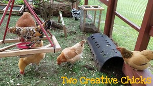 Sunday evening isn't so bad when you can spend it with chickens. 😍 #2ccChickenEnrichment | Two Creative Chicks