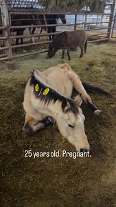 THIS IS WHY WE NEVER CUT CORNERS. When we arrived at the auction Sunday, this buckskin mare was already in rough shape. Thin. Quiet. Older. We added her to our list immediately and got her safe. By Monday, she started laying down. While exhaustion was possible, something didn’t sit right with us. Instead of taking her straight to quarantine, we made the decision to take her directly to a veterinary hospital — simply to cover our bases. That decision changed everything. She is approximately 25 ye