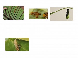 Butterfly life cycle
