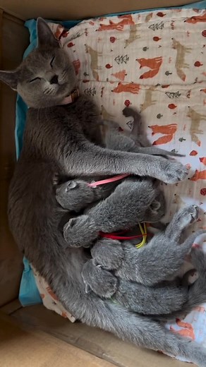 The best mommy, with my babies😻. #russianbluecat #russianbluecattery #cutecats #cutepets #catstagram #russianbluecatbreeder #kittens #catsofinstagram #cats #catstagram #russianblueofinstagram #russianbluecat #russianbluecats #kitten #russianbluecatsofinstagram #catlover #instacats #bestcats_oftheworld #catsoftheworld #catteryrussianblue #russianblue_cats_lovers #availablerussianbluekitten #russianblue_cat_lovers | Russian Blue kittens for adoption in Idaho