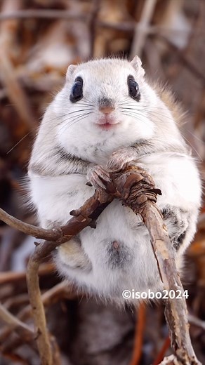 isobo(いそぼ) | . The ezo flying squirrel is a cute animal that lives in Hokkaido, Japan. エゾモモンガ🍑 2021年撮影 Copyright @isobo 2024 Any illegal reproduction... | Instagram