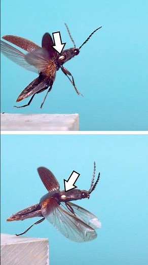 Bioluminescent click beetle! #insects #science