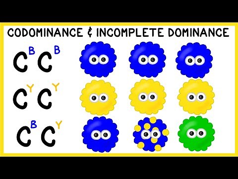 Codominance and Incomplete Dominance: Non-Mendelian Genetics