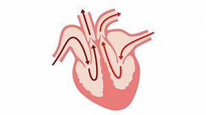 The circulatory system - Respiration and gas exchange - KS3 Biology - BBC Bitesize