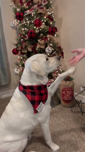 All I Want for Christmas Is A Puppy! #chuckit #labrador #merrychristmas