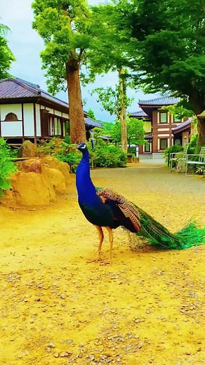 Beautiful Peacock and Pets Videos Compilation