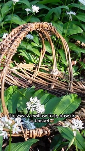 Weaving with willow🌿