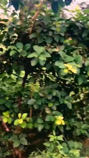 an You Believe This is a G63 AMG 😱 Rusty Antique Luxury Restoration | Rescue & Restore