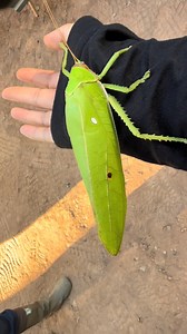 Ever heard a giant the sound a katydid makes? Nature really went creative on this one. 🍃🦗 #weirdnature #insectworld | Shanghai Daily 上海日报