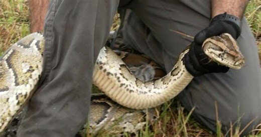 Efforts underway to hunt invasive Burmese pythons in Florida